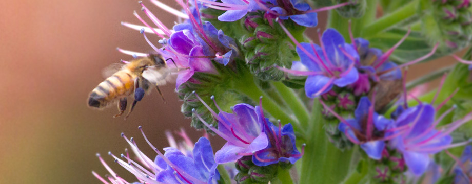 choose a bee friendly nursery- photo by Peter Alexander