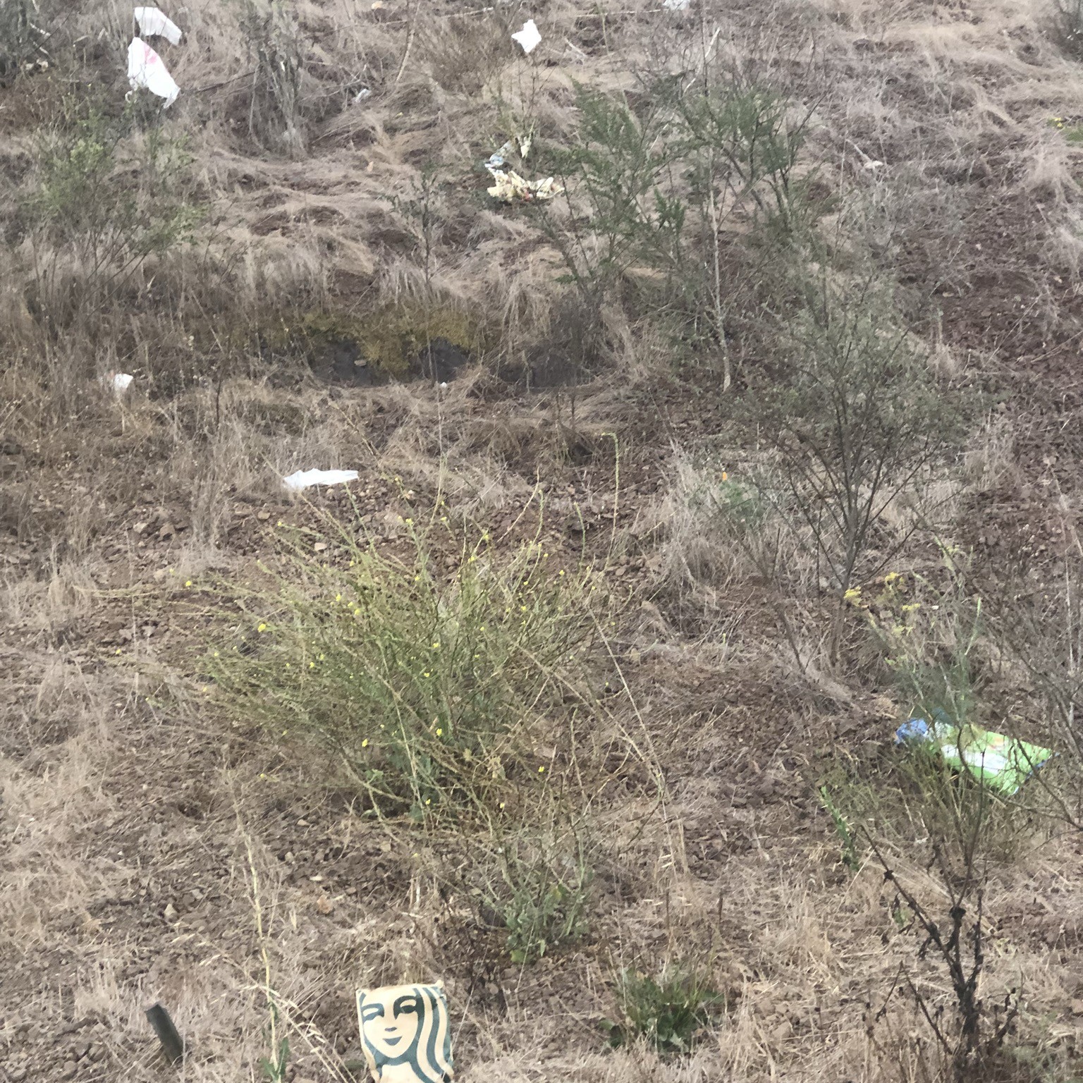 Pieces of trash littering a hillside.
