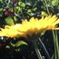Community Gardens