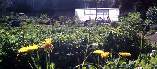 Hayes Valley Farm at 450 Laguna St. in San Francisco