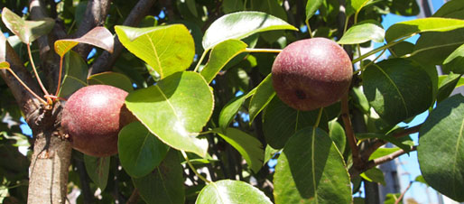 A.Prunus x domestica leaves and fruit (photo credit: FUF)