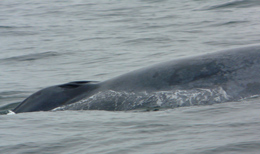 blue-whale-1.jpg