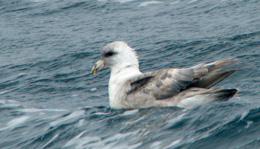 northern-fulmar.jpg