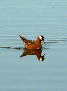 red-phalarope-5.jpg