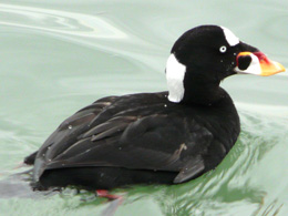 surf-scoter.jpg