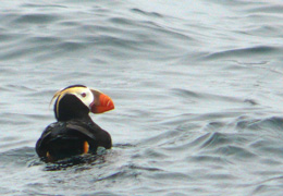 tufted-puffin.jpg