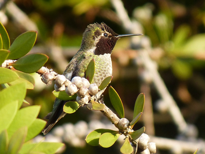 photo of Anna's Hummingbird in the wild by David Assmann, photographer