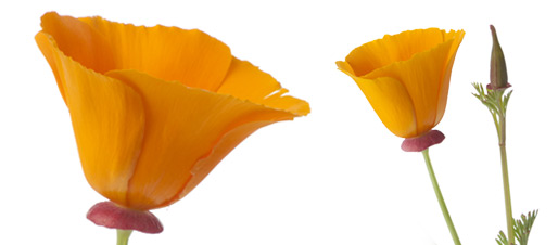sfe_bd_slider_poppy.jpg