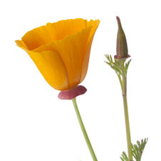 Poppy flower