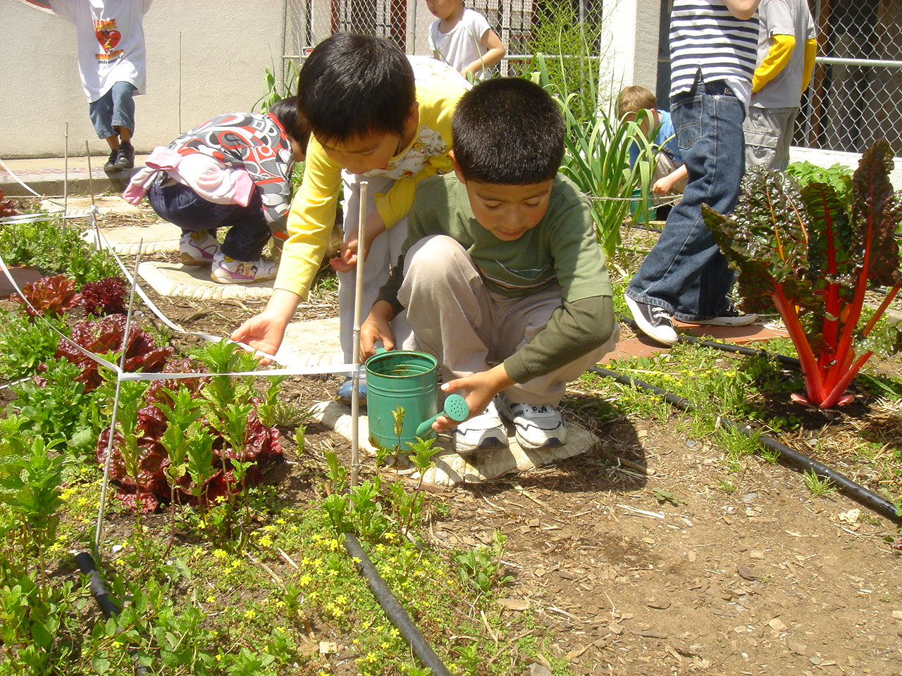 young children gardening at their school