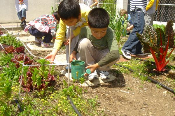 young children gardening at their school