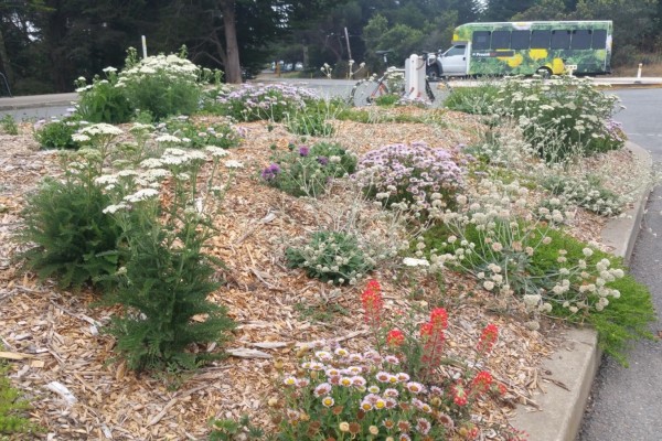 Various native plants in Golden Gate Park, San Francisco