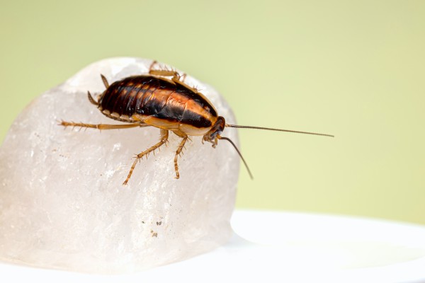 a cockroach sits atop a stone on a table
