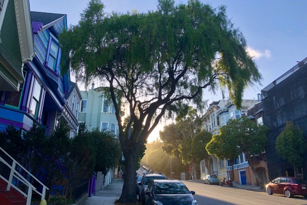 A large, mature tree on a sidewalk in a residential neighborhood in San Francisco. The rising Sun is peaking through in the background 