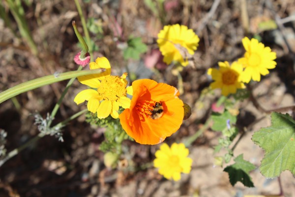 California poppies