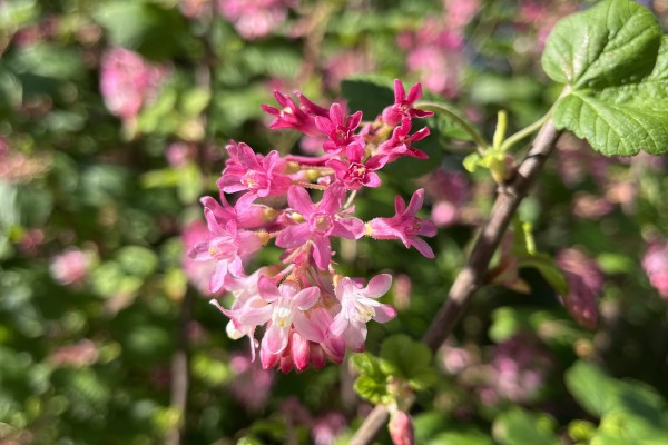 pink flower