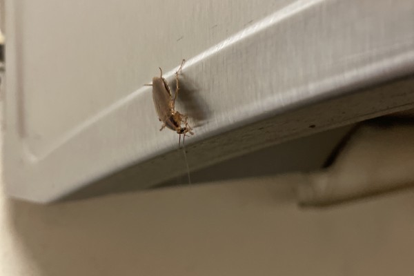 The image shows a small cockroach on a metallic surface, likely part of an appliance or a piece of furniture. The cockroach is positioned on the edge of the surface, and the background is a light-colored wall. The close-up view highlights the details of the cockroach, including its legs and antennae. This setting suggests a potential pest issue that might need to be addressed to maintain cleanliness and hygiene.