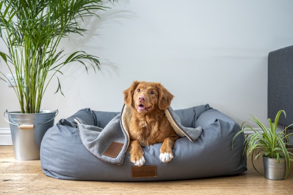 The image shows a reddish-brown dog sitting comfortably in a large, plush, grey dog bed. The bed has a cozy, inviting look, with a blanket draped over the dog. The dog has a happy expression, looking slightly up and to the side with its mouth slightly open, possibly panting or smiling.