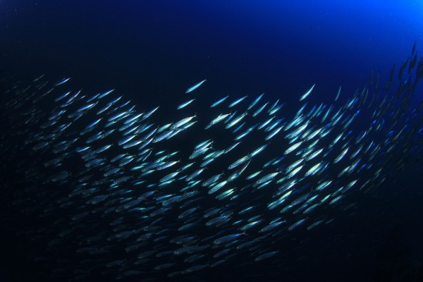  The image depicts a school of fish swimming in the ocean. The fish are numerous and closely packed together, moving in a coordinated and fluid manner. The background is a deep blue, indicative of the depths of the ocean, with the light from above casting a subtle illumination on the fish, highlighting their sleek, shiny bodies. The fish appear to be small, possibly sardines or anchovies, and the overall scene conveys a sense of movement and harmony within the underwater environment.
