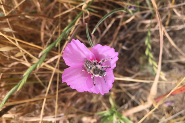 Clarkia Bee on native San Francisco plant
