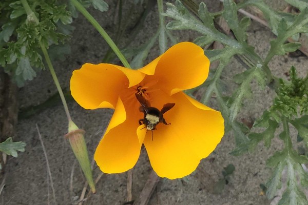 Bee on poppy