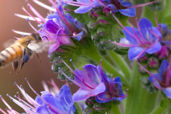 A bee inside of a flower