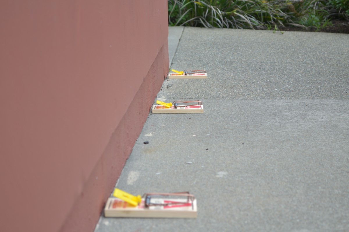 Rodent traps outside of a commercial business
