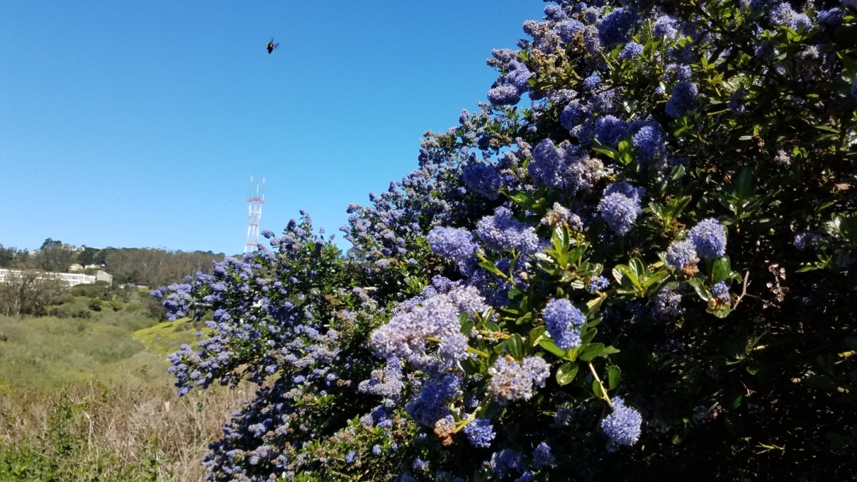 Purple flowers in green shrub
