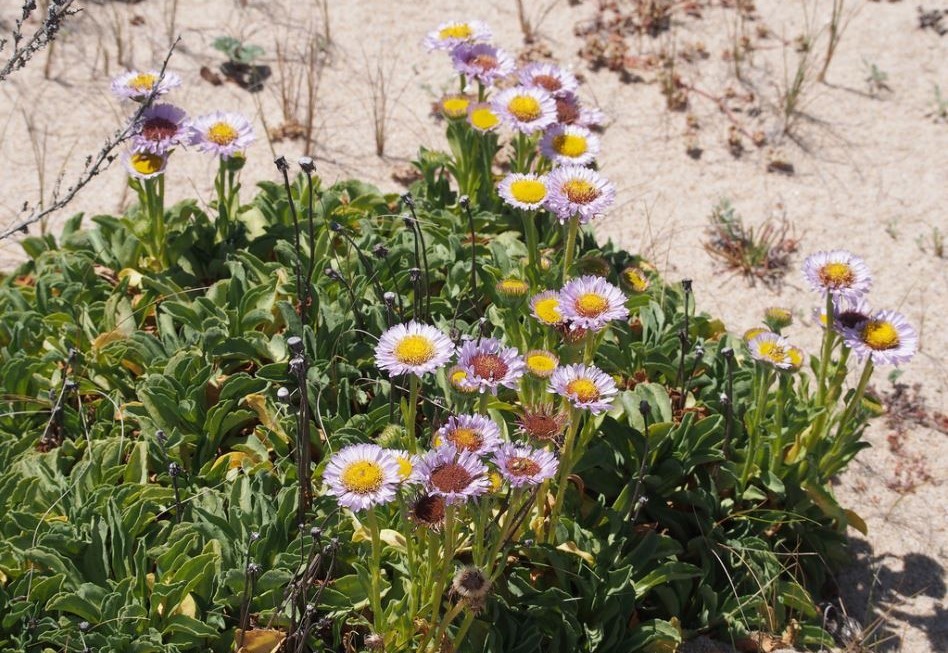 Purple flowers in green shrub