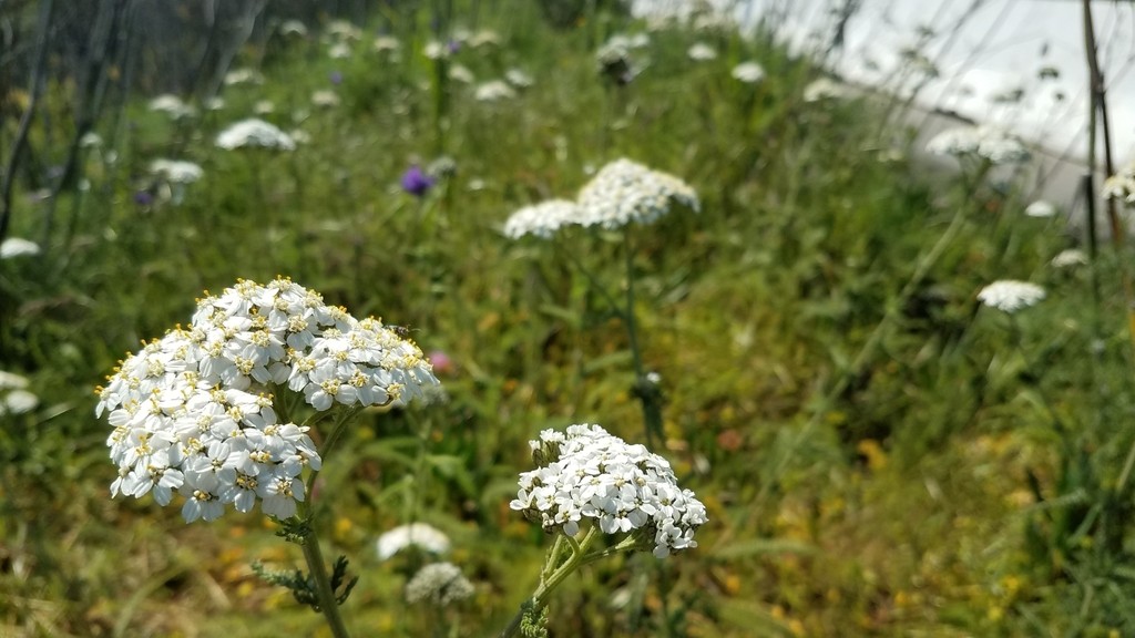 White flowers in shrub