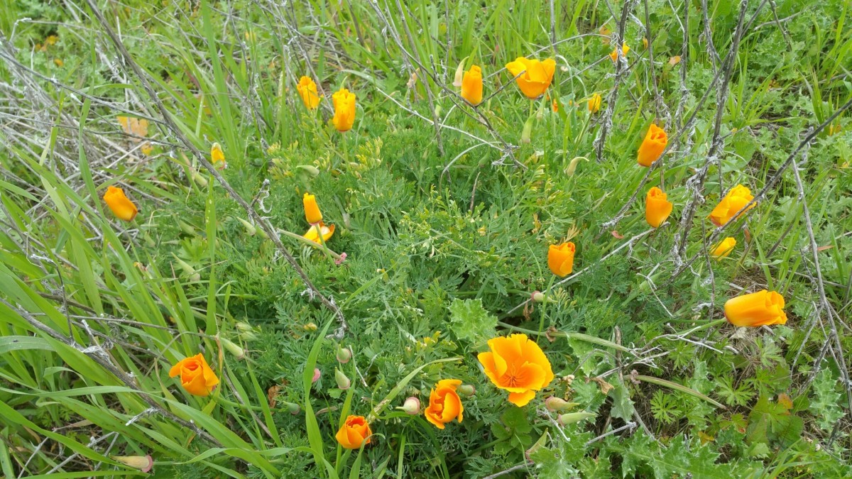 California orange poppies in a green bush