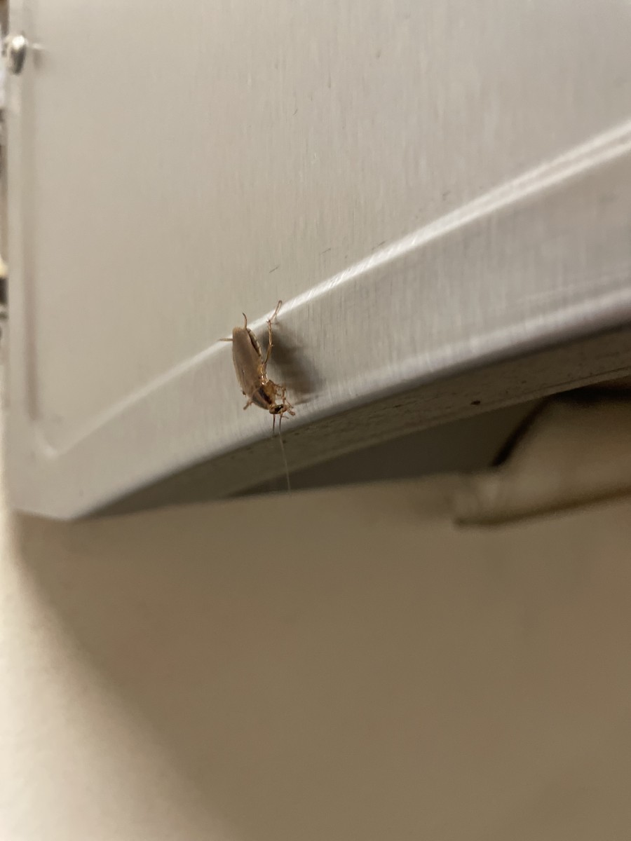 The image shows a small cockroach on a metallic surface, likely part of an appliance or a piece of furniture. The cockroach is positioned on the edge of the surface, and the background is a light-colored wall. The close-up view highlights the details of the cockroach, including its legs and antennae. This setting suggests a potential pest issue that might need to be addressed to maintain cleanliness and hygiene.