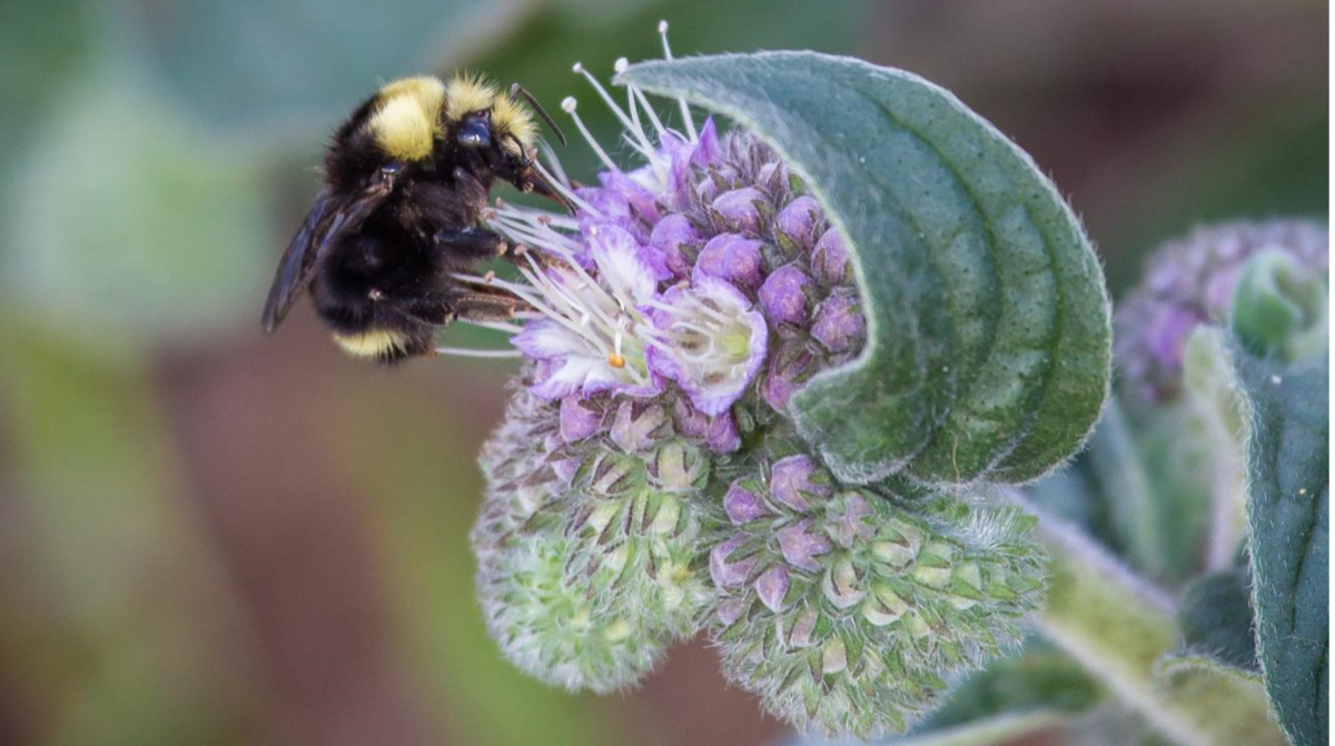 Bee gathering nectar from a California native flower