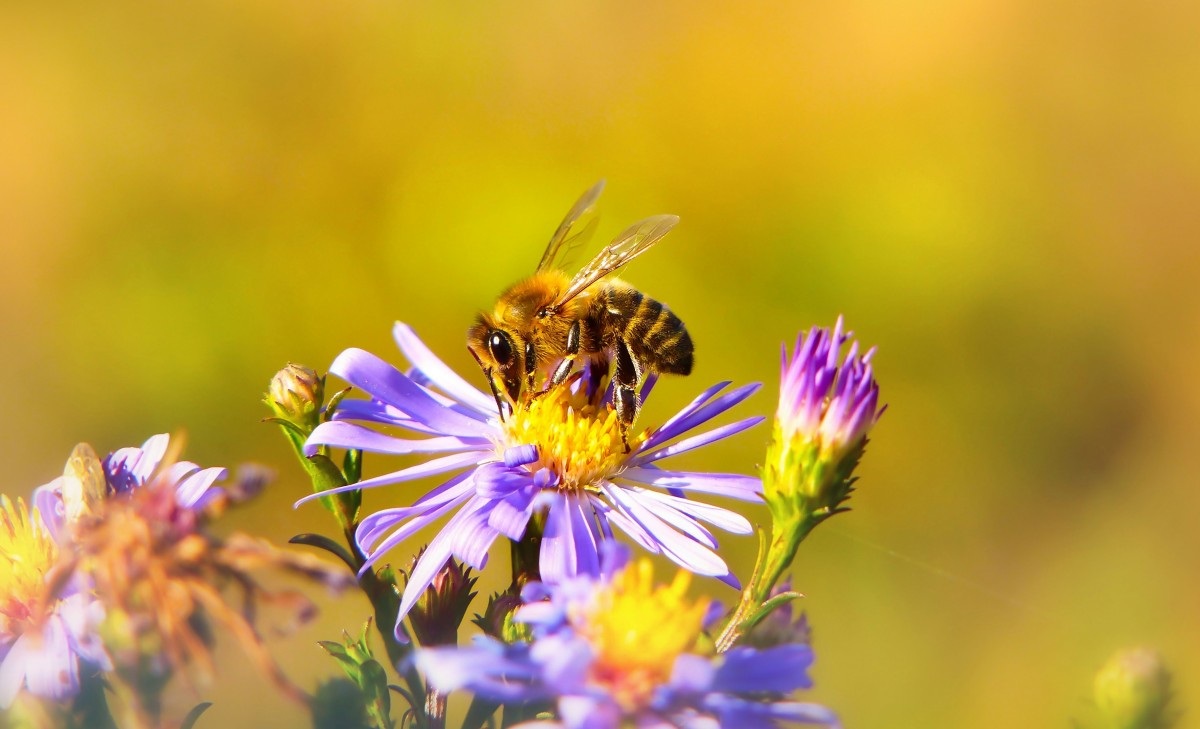 A bee pollinating a flower.