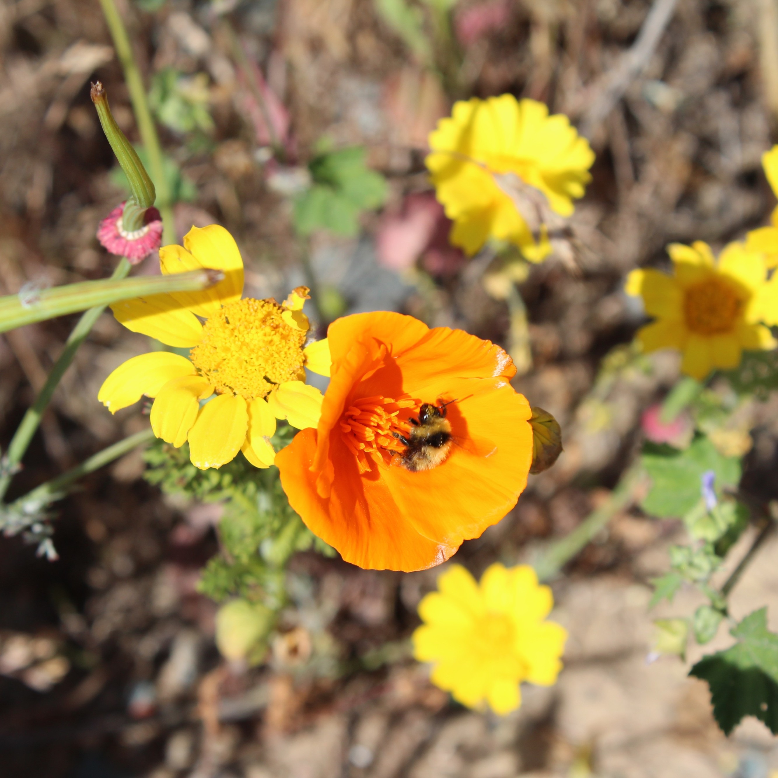 California poppies