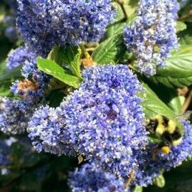 Closeup photo of purple Hydrangea flowers 