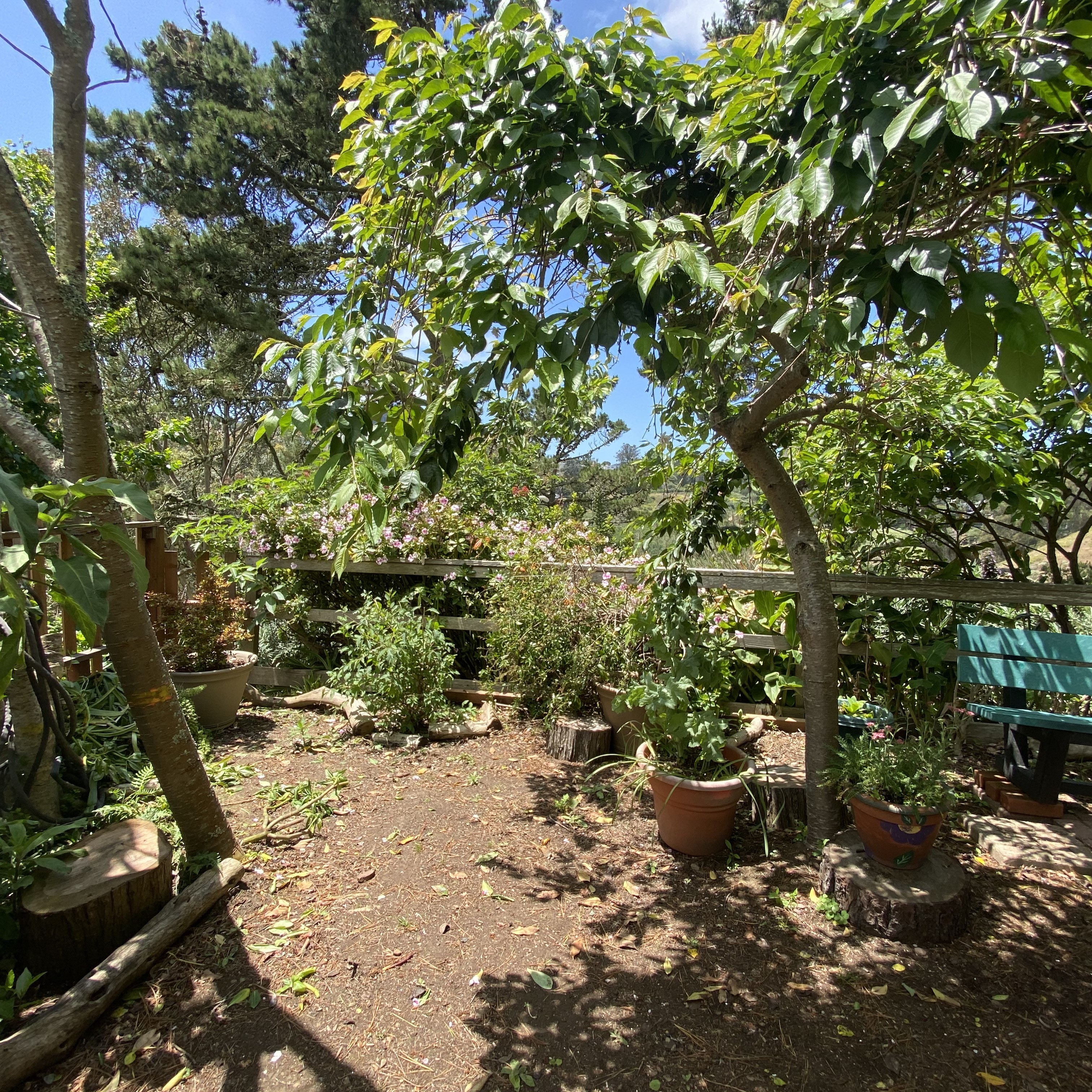 A small garden with green trees and planters filled with green plants. 