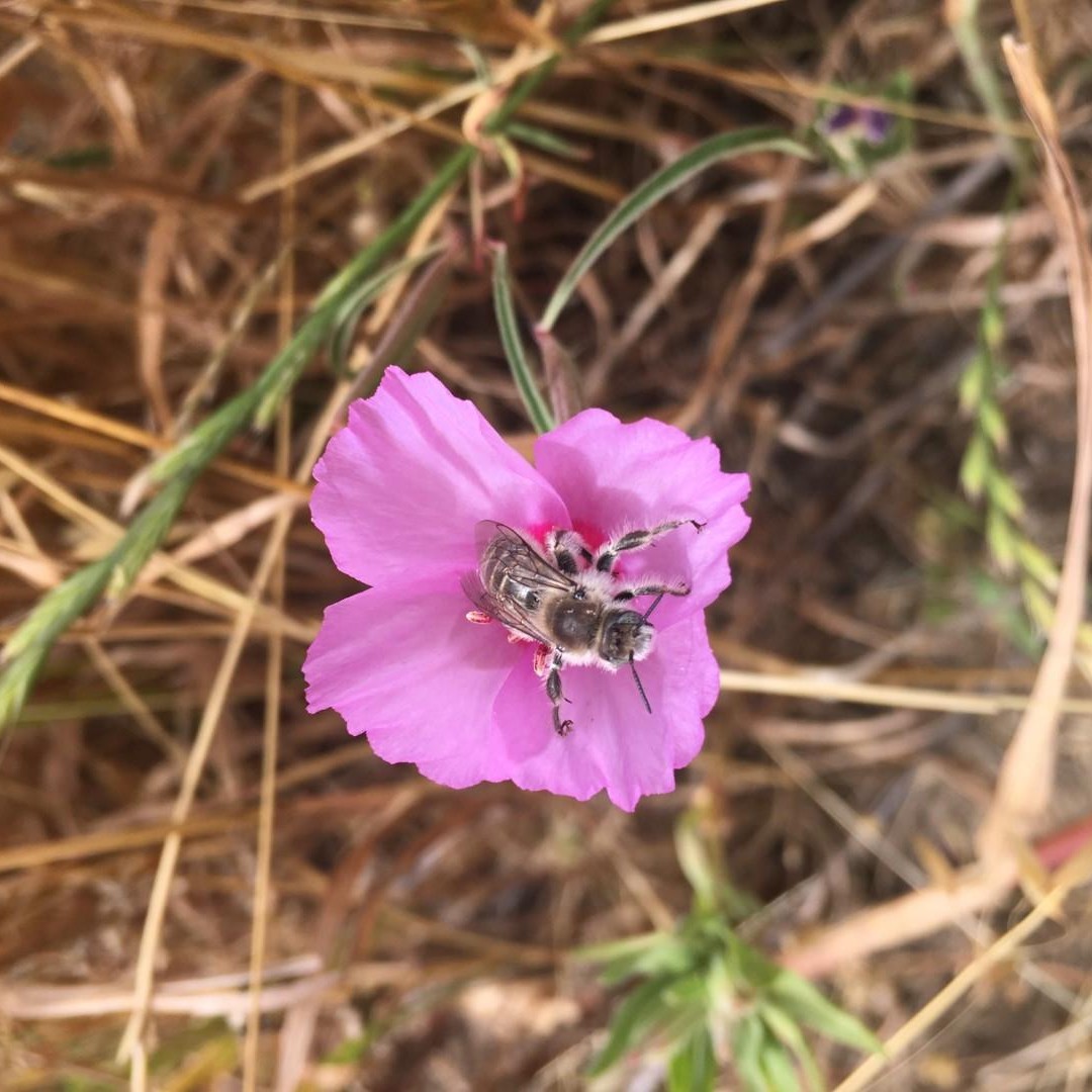 Clarkia Bee on native San Francisco plant