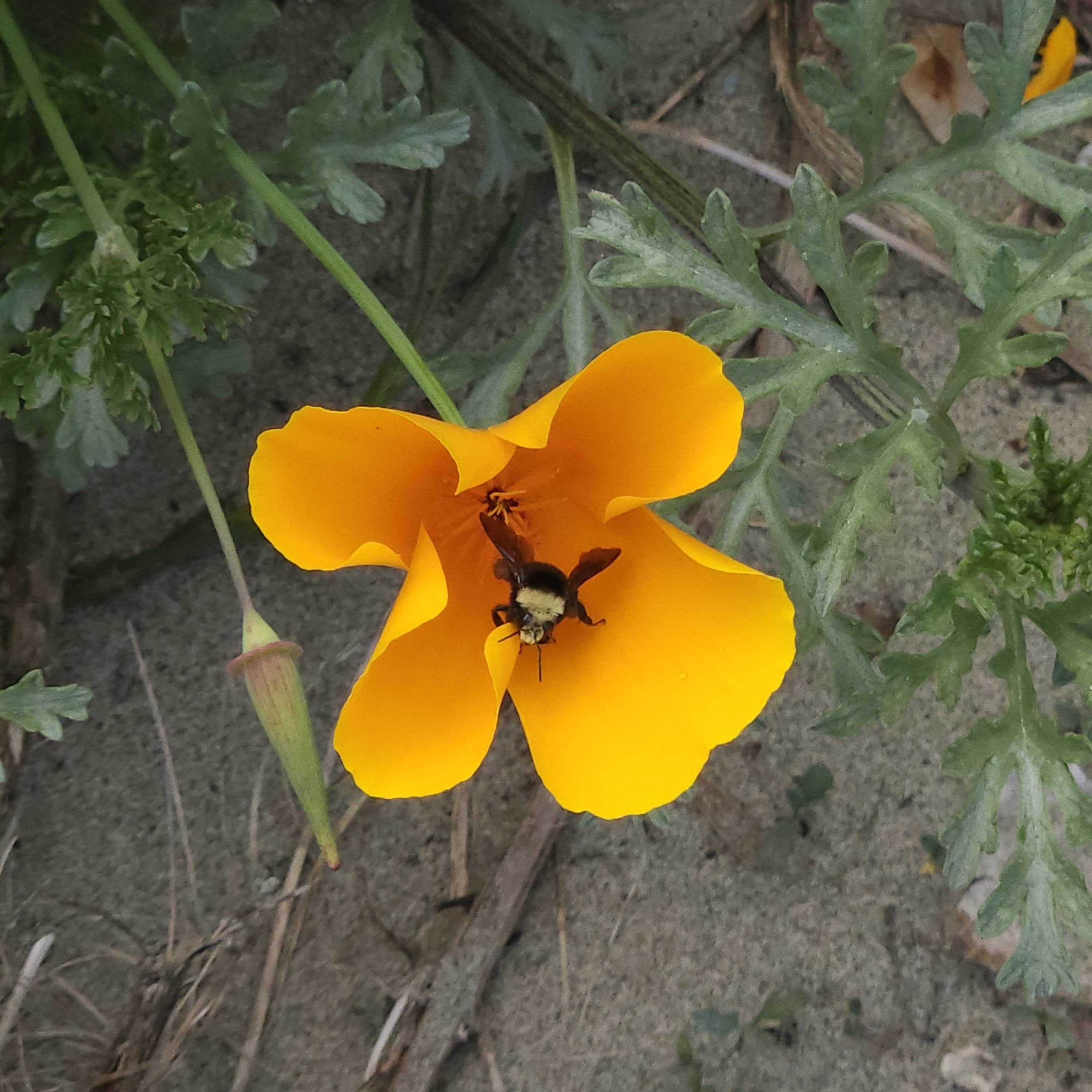 Bee on poppy