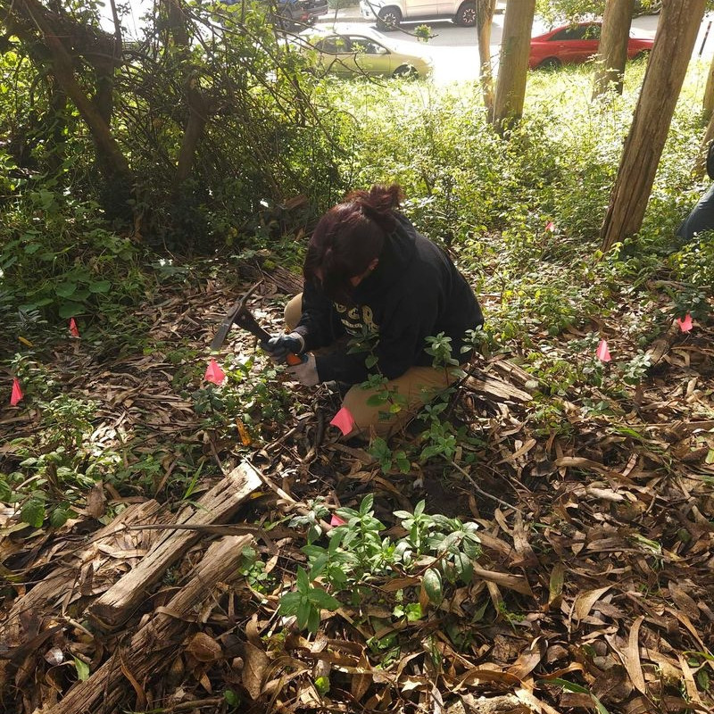 A volunteer kneels down in an urban green space for gardening