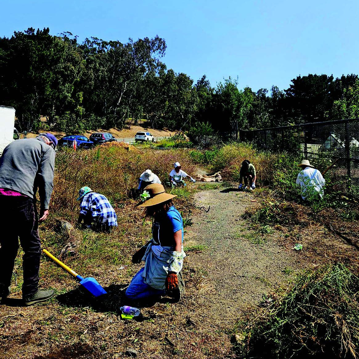 volunteers using shovels and planting in a green public space