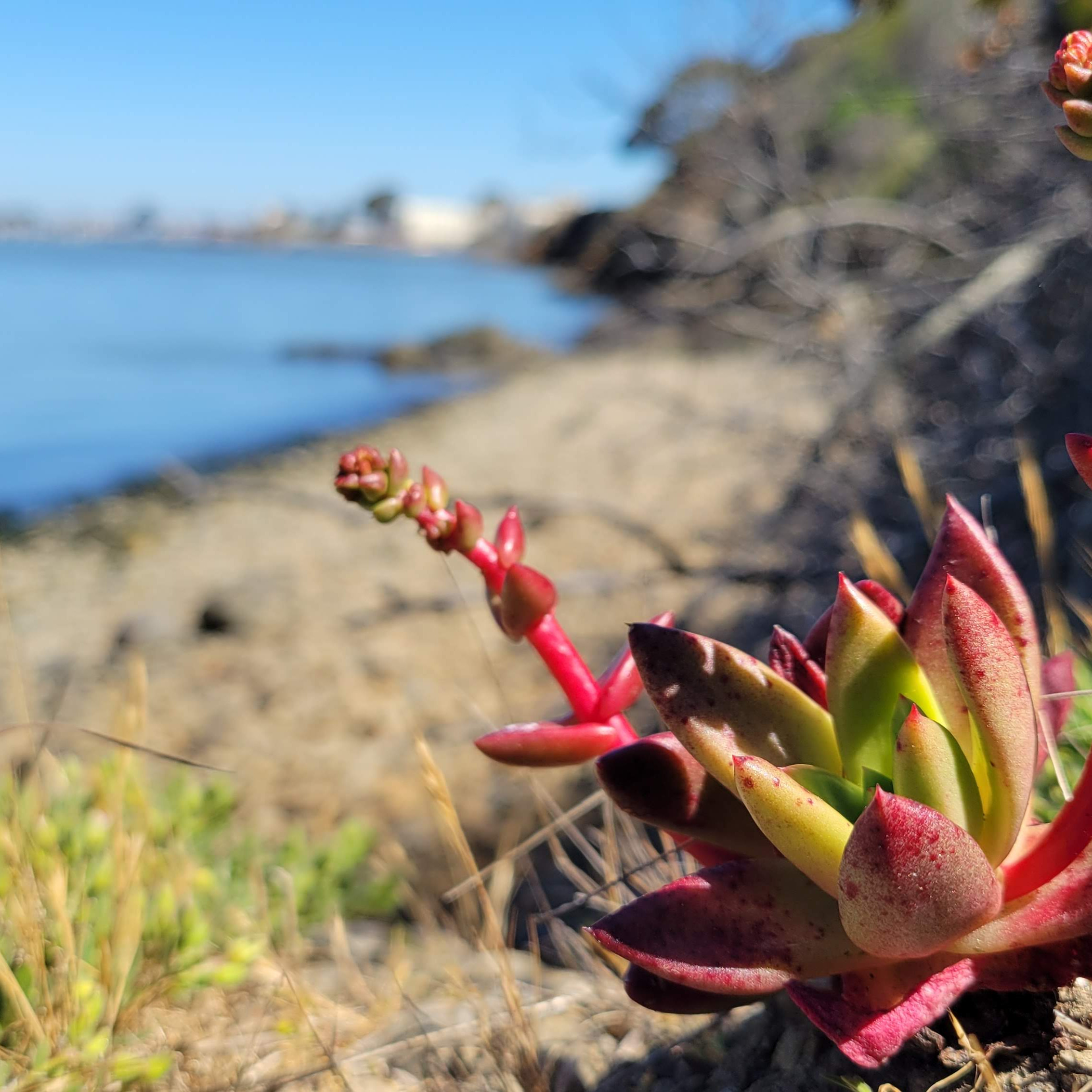 succulent along the coast of yerba Buena island