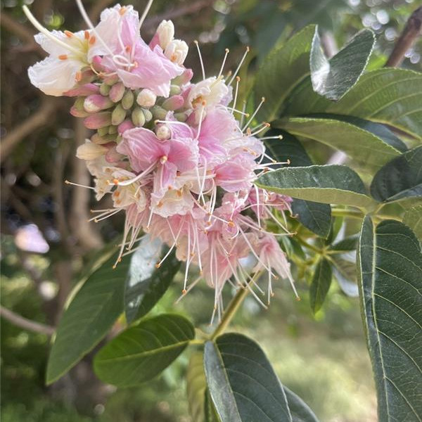 A blooming pink flower surrounded by green leaves