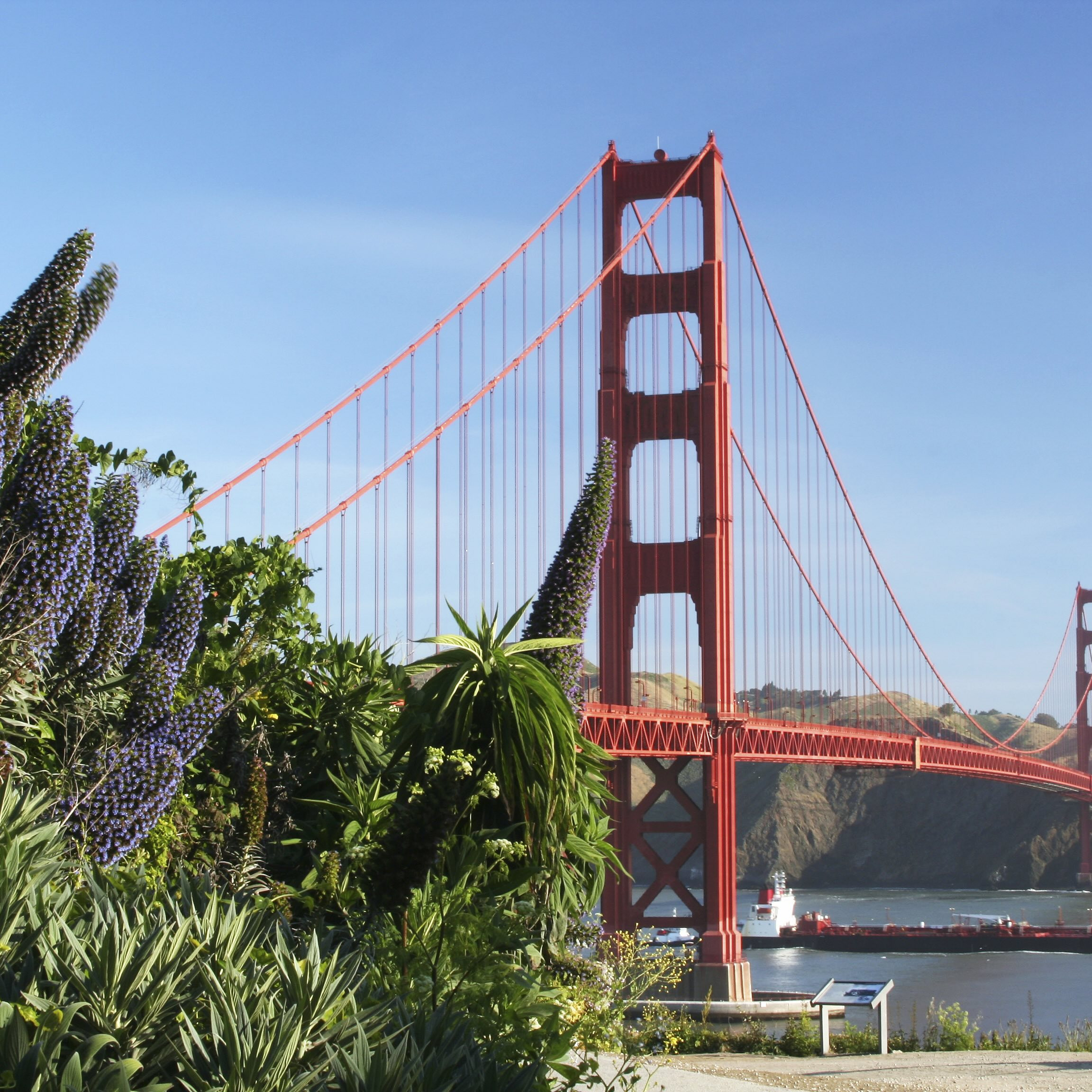 A ship passes beneath the golden gate bridge and native plants in the foreground