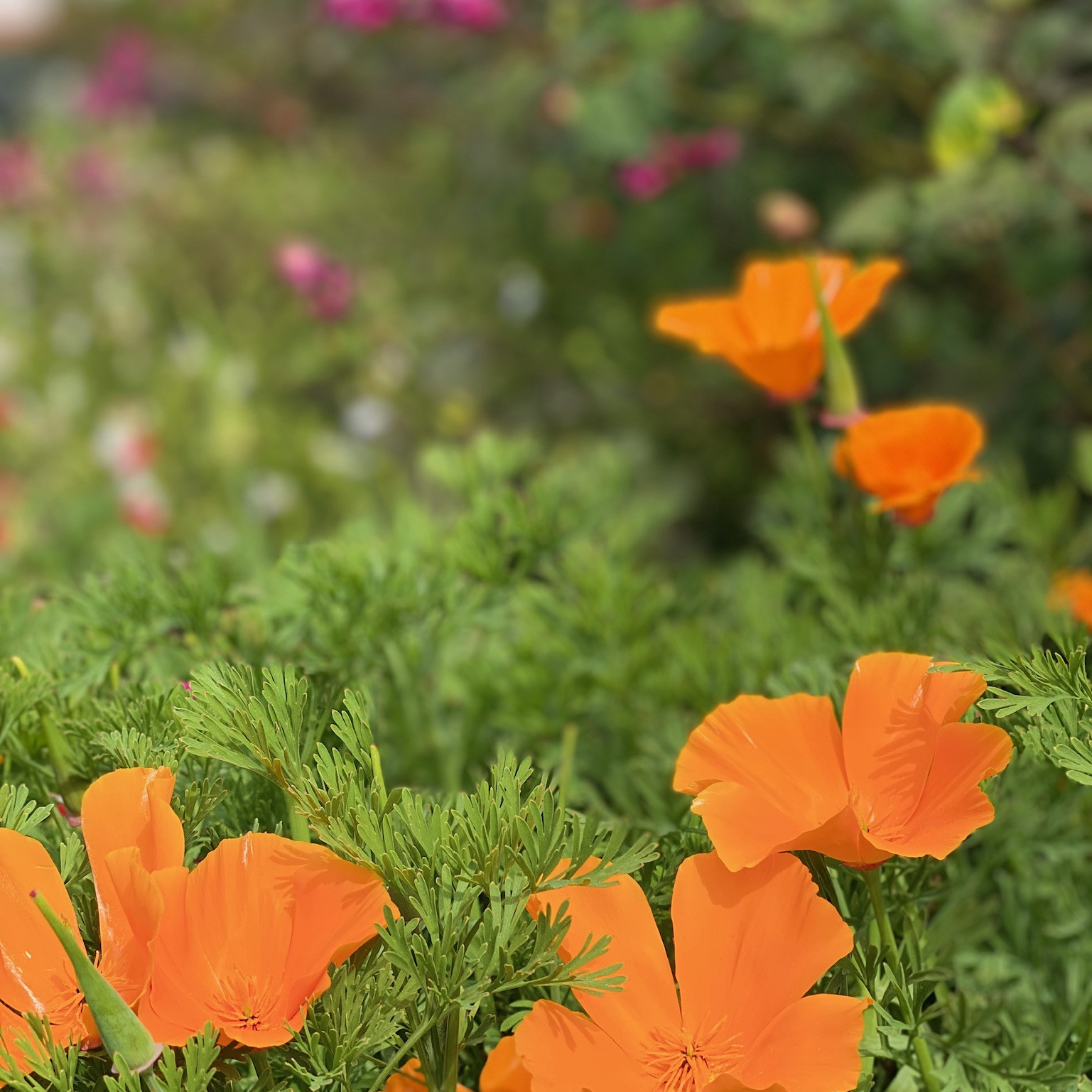 Orange California poppies 
