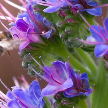 A bee inside of a flower